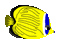 チョウチョウウオ